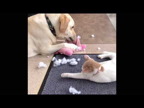 ワンワンU・x・Uお悩み相談室4️⃣3️⃣💠番外編💠〜坂井市「フクくん」＃警察犬🐕‍🦺募集中❣️