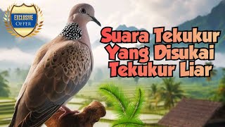 Download lagu SUARA TEKUKUR YANG DISUKAI TEKUKUR LIAR, LANGSUNG IKUT BUNYI mp3