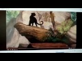 Bagheera