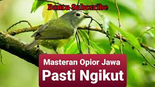 Download lagu Masteran Opior Jawa Suara Full Gacor,100% Burung Lain Pasti Nyaut mp3