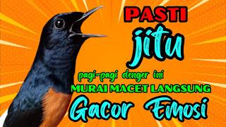 Download lagu PANCINGAN PAGI-PAGI AGAR MURAI GACOR❗❗ MURAI DIAM PASTI NYAUT EMOSI❗❗❗ mp3