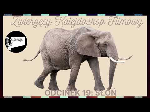 Zwierzęcy Kalejdoskop Filmowy  - Odcinek 19: Słoń