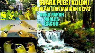 Download lagu SUARA PLECI KOLONI DI ALAM LIAR SUPER JITU BUAT PL... mp3