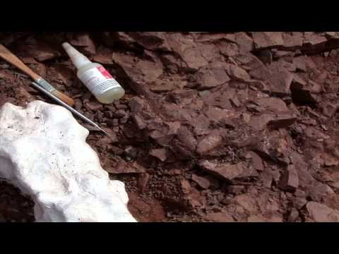 ティクタリクと化石の記録 — HHMI BioInteractive Video