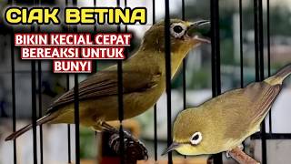 Download lagu CIAK CIAK BETINA BIKIN KECIAL KUNING CEPAT UNTUK BEREAKSI BUNYI ‼️ CIAK CIAK RIBUT KECIAL KUNING mp3