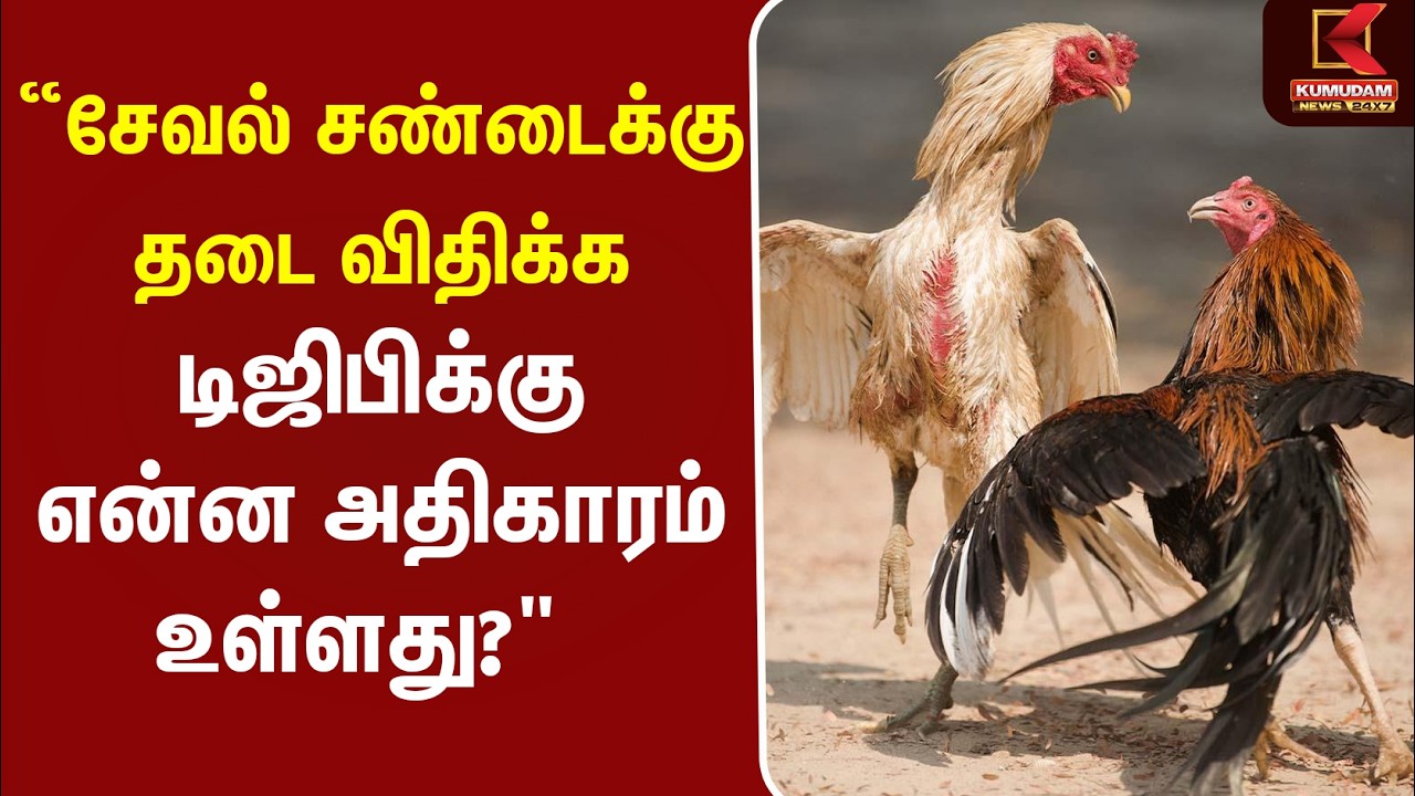 “சேவல் சண்டைக்கு தடை விதிக்க டிஜிபிக்கு என்ன அதிகாரம் உள்ளது?