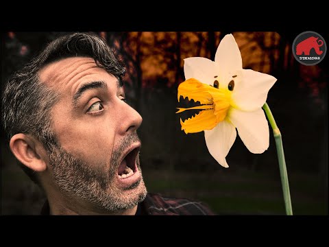 Daffodils: Beautiful (and Deadly) - Why knowing botany is so valuable