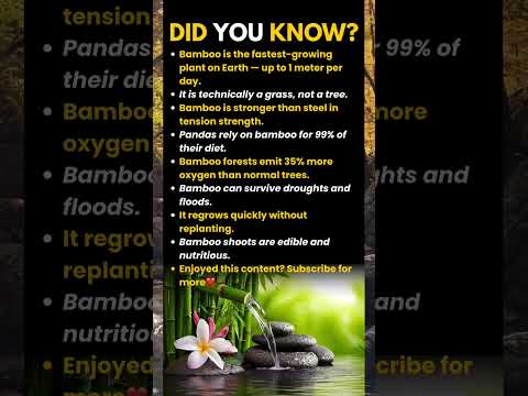 Amazing Facts About Bamboo🎍🎋