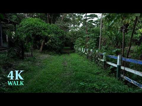 [4K ASMR] | Caminata en el Bosque | Reserva Natural Los Alpes, El Crucero, Managua |