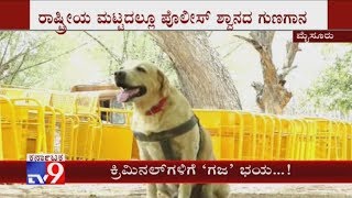 Mysuru City Police sniffer 'Dog Gaja' Wins 3 Gold Medals