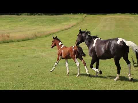 PLUMETTE DE LA PLAINE