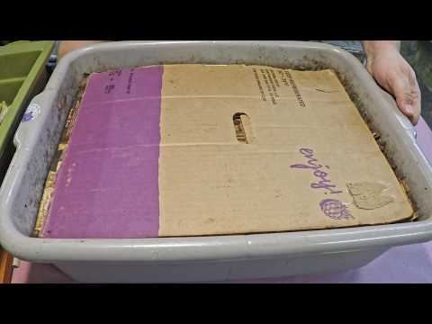 One 35-day & two 85-day old bins + plus more peeks