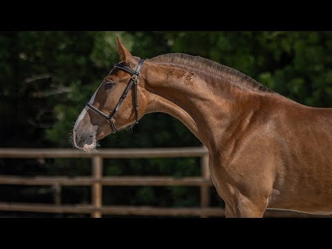 **SOLD** Beautiful Chestnut Yearling Piro-Free Filly (REF#940)