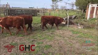 8 Novillitos de 290 kg - Grupo de Hacienda Cooperativo - Plaza Ganadera