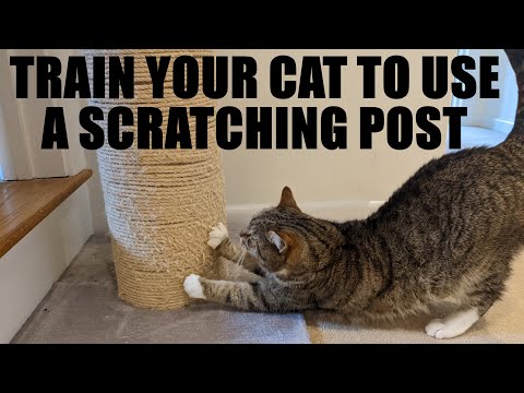 TRAINING YOUR CAT TO USE A SCRATCHING POST