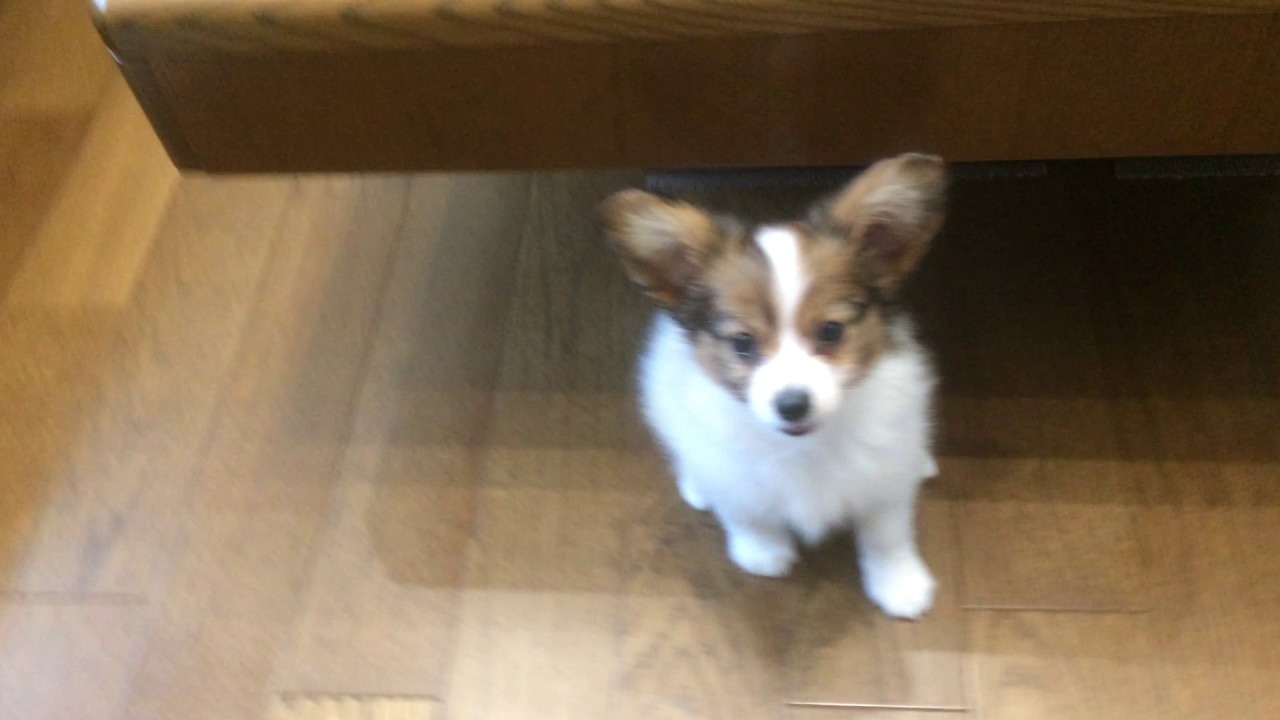 おてんば福ちゃん