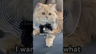 Can y’ll please pretend #cat #catshorts #kitten #adoreble #cats #viral #funny #pets #relatable 