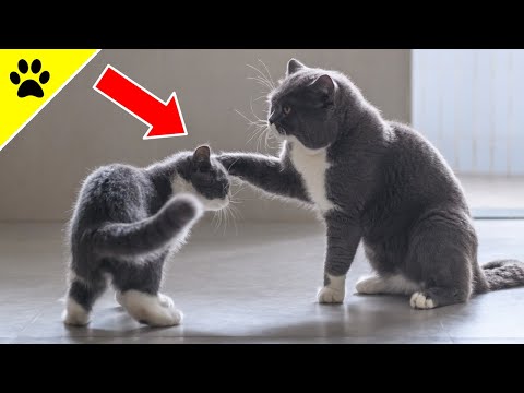 Mache NIEMALS diesen FEHLER, wenn deine Katzen sich streiten!