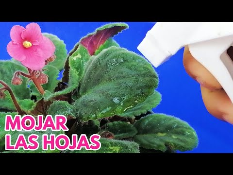 esta mal mojar las hojas de las violetas africanas chuyito jardinero