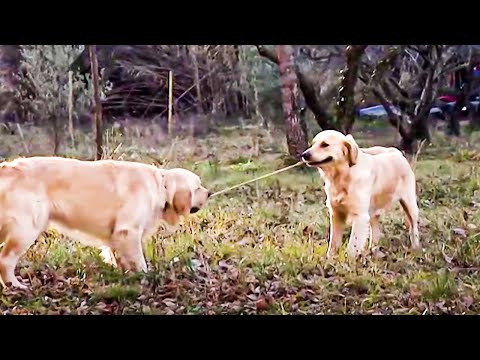 Animals Like Us - Animal Play