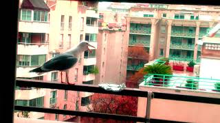 Seagulls have the Mount Kimbie spirit 3