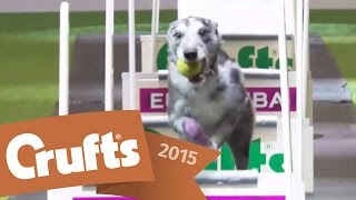 Flyball Team Final | Crufts 2015