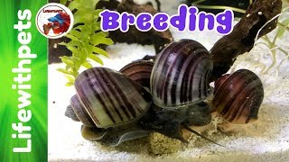 How to Breed Mystery Snails/Apple snail.