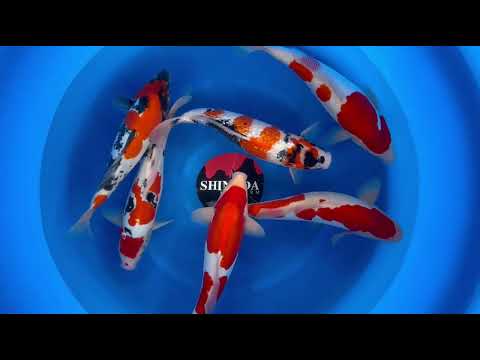 SPS-22 WYSIWYG: D/Kohaku x 3, D/Showa x 2, G/Showa x 1 (Female x 3, Male x 3)