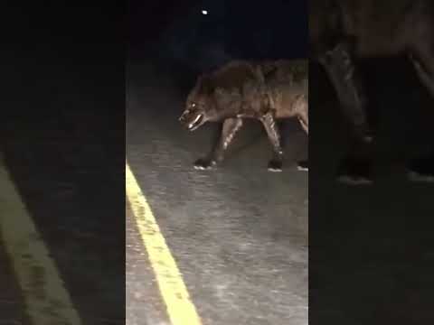 huge wolf recorded on camera