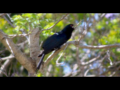 Australian Eastern Koel / Common Koel Male & hear it's Call