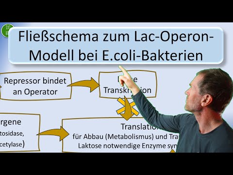Lac-Operon-Modell der Substrat-Induktion für Laktose-Abbau bei E.coli-Bakterien in einem Fließschema