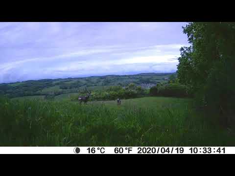 2020 04 19 chevreuils avec vue sur Villefranche