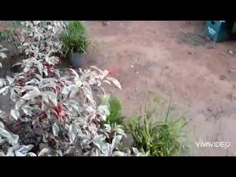 My flowers🌷in the front yard|ItsLynne vlogs  #stressfree #myhappiness