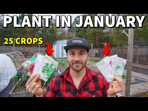 1月に今すぐ植えられる25の野菜！