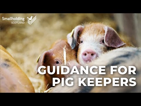 Guidance for pig keepers - APHA