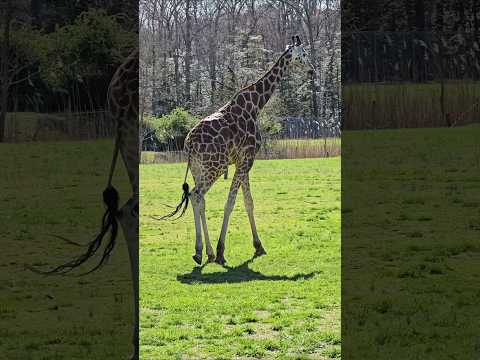 Cape May Zoo is totally FREE! So many animals, beautiful walking paths, and open all year round