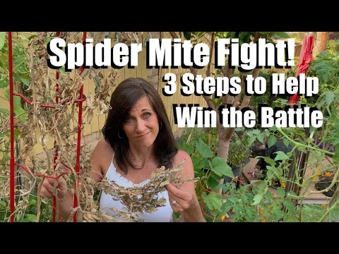 , title : 'Spider Mite Fight in the Vegetable Garden! 3 Steps to Help Win the Battle 🕷💪🏻'