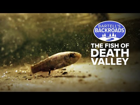 Fish in the desert? Death Valley's little known aquatic life | Bartell's Backroads