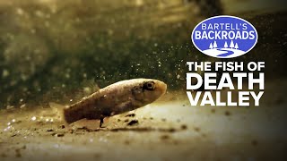 Fish in the desert? Death Valley&#39;s little known aquatic life | Bartell&#39;s Backroads