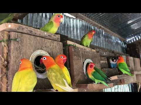 Lovebird Sounds | 2 Hour Lovebirds Sounds ❤️ 🦜#lovebirds #parrotlover #birdsounds