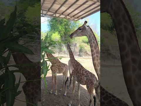 girafa em baluarte vigan city#trendingshorts #viralshort #viganilocossur #holiday2023 #pinas