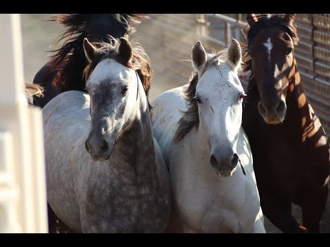 download lagu mp3 mp4 Reno Mustangs, download mp3 Reno Mustangs free downloadn, video klip Reno Mustangs
