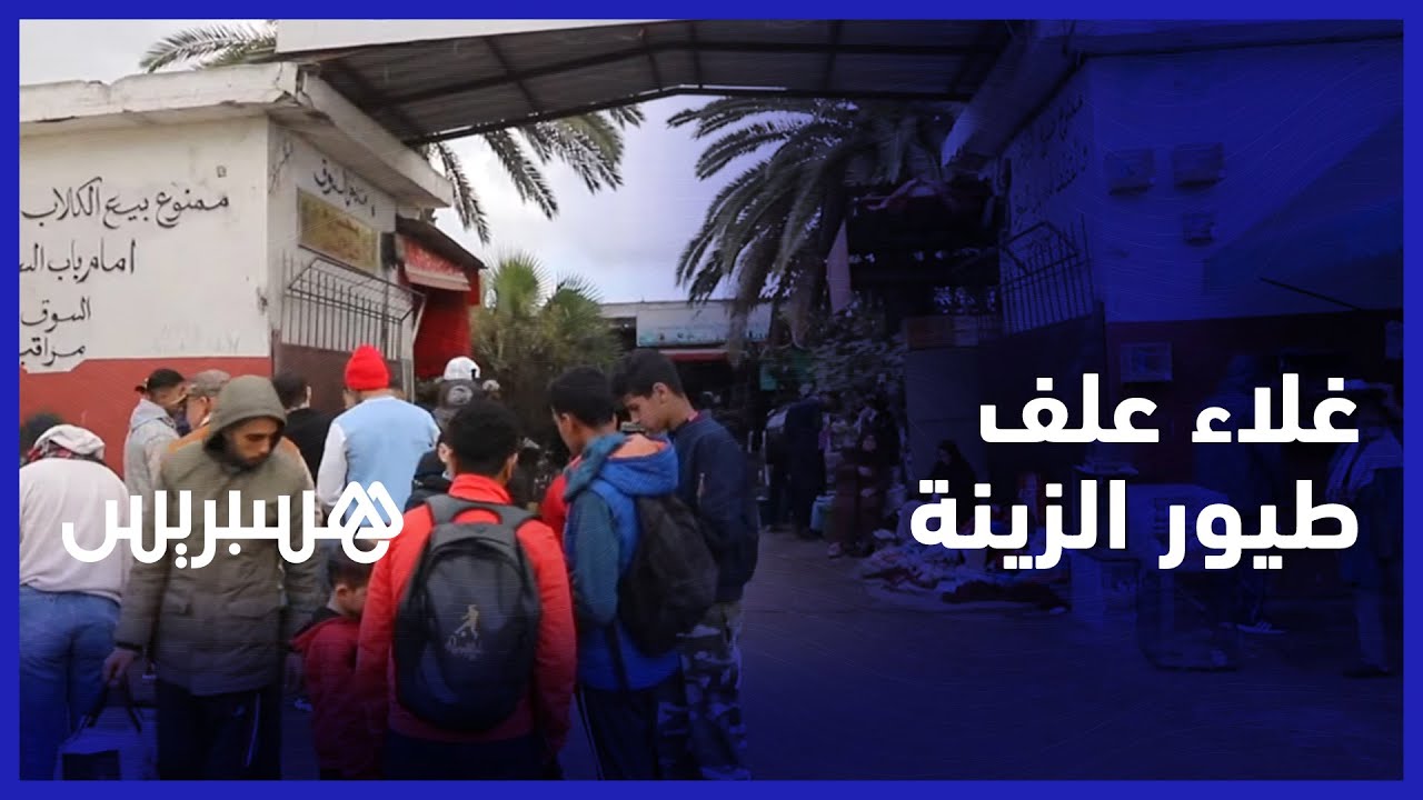 ارتفاع أسعار أعلاف الطيور.. مربون يوضحون تأثير الغلاء على تجارتهم وتجار يطرحون حل الإعفاء الضريبي thumbnail