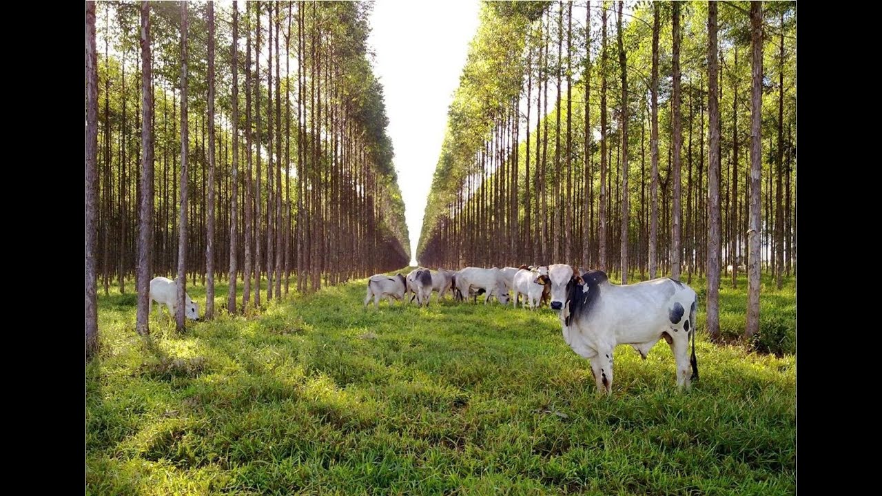 Agricultura no Brasil - Aprendendo com o passado para preservar o futuro