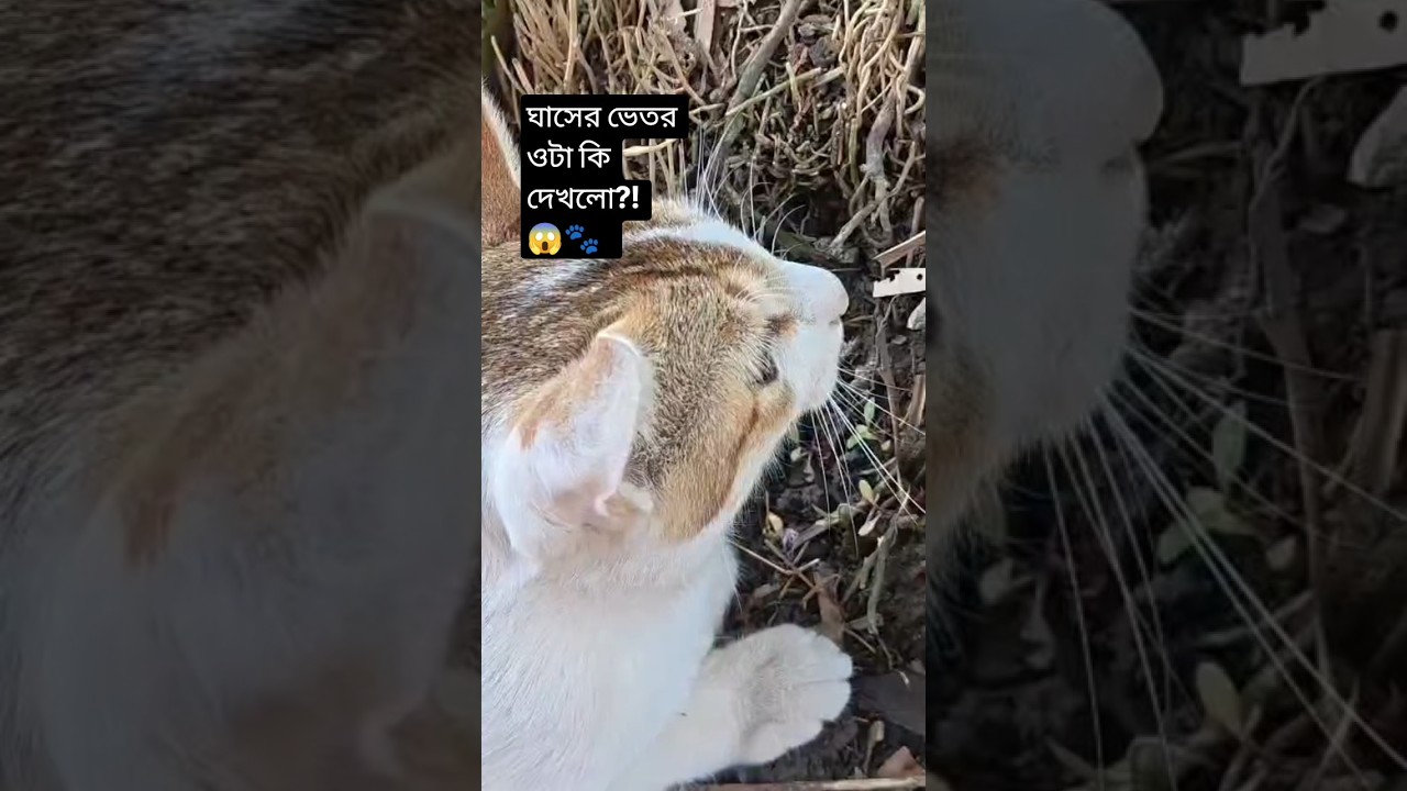 Dhosa বাবুর পাখি ধরার মিশন! 🐦😹 #shorts #viralshorts