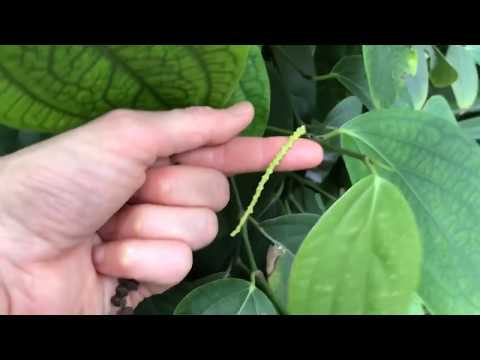 Learning about green, black, and white pepper (Piper nigrum)