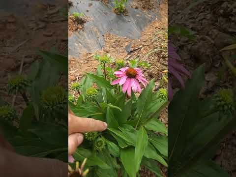 Echinacea's rule of 2 #growyourownfood #gardening #herbsforhealth