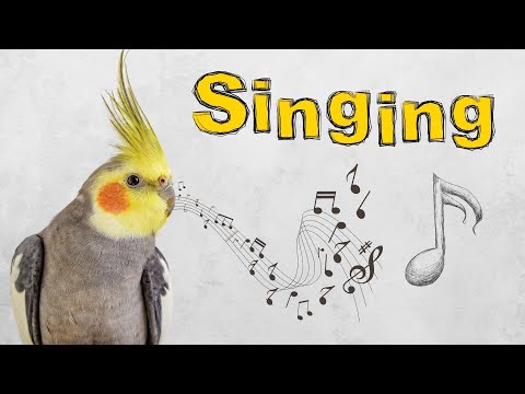 this sound will make your cockatiel happy and Singing