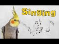 this sound will make your cockatiel happy and Singing