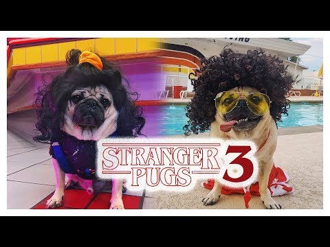 Stranger Pugs 3 - Doug The Pug